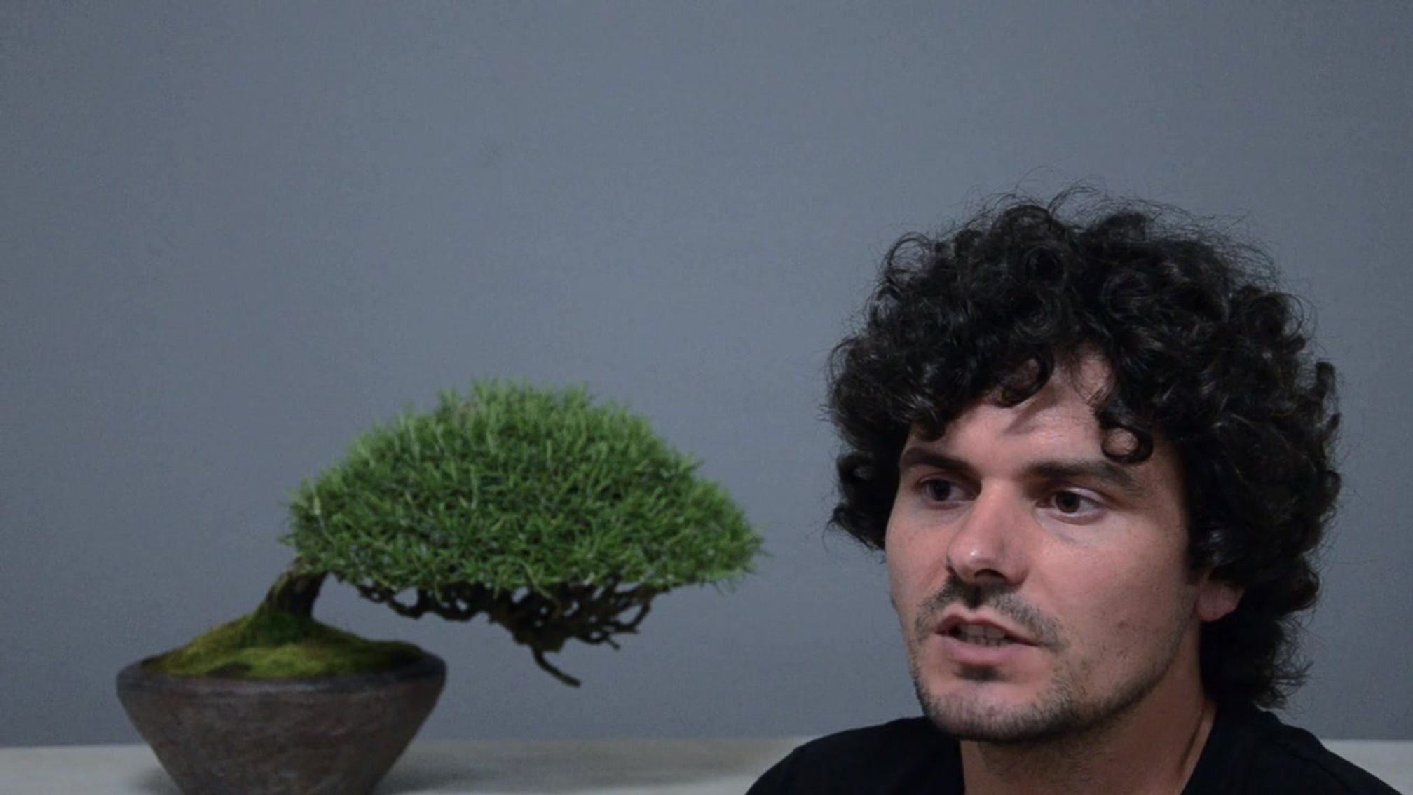 Presentación - Gomo Bonsai